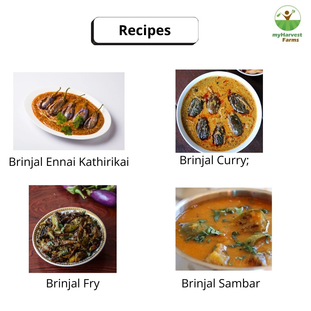 Brinjal - Violet