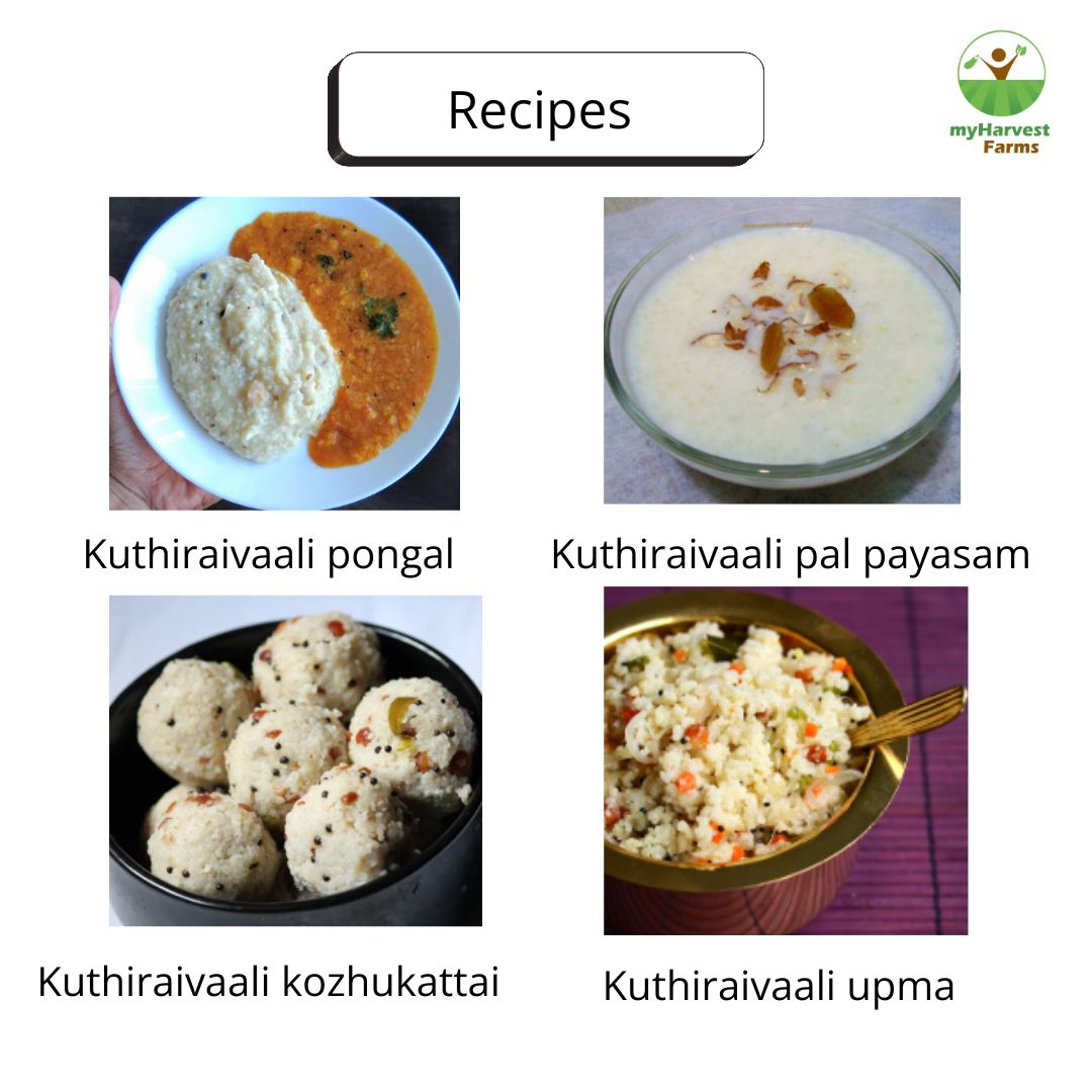 Kuthiraivaali - Barnyard Millet