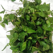 Manathakkali Keerai