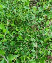 Marudhani - Henna Leaves