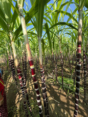 Farm-Fresh, Chemical-Free Sugarcane harvested Naturally and delivered across Chennai.