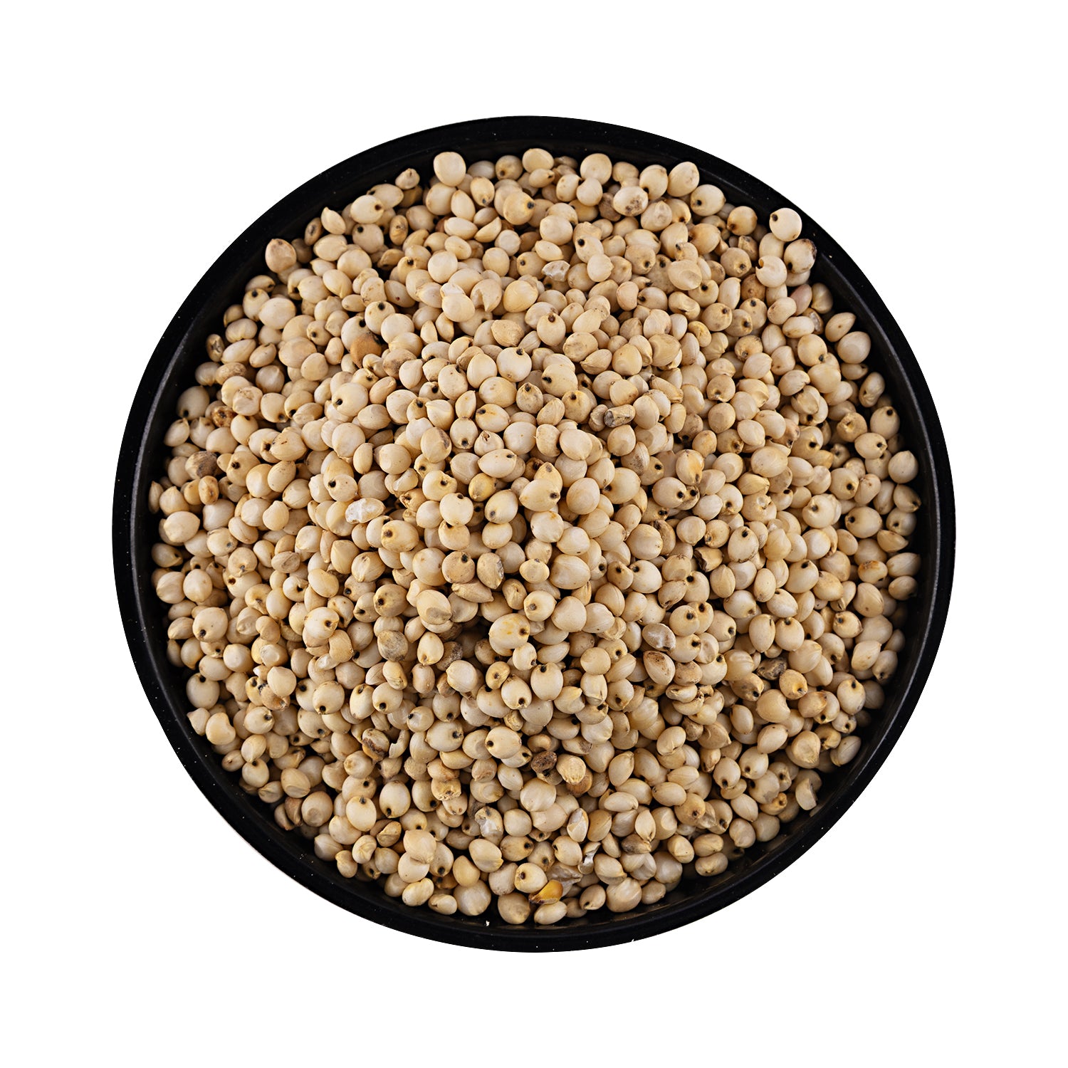 White Cholam - Sorghum