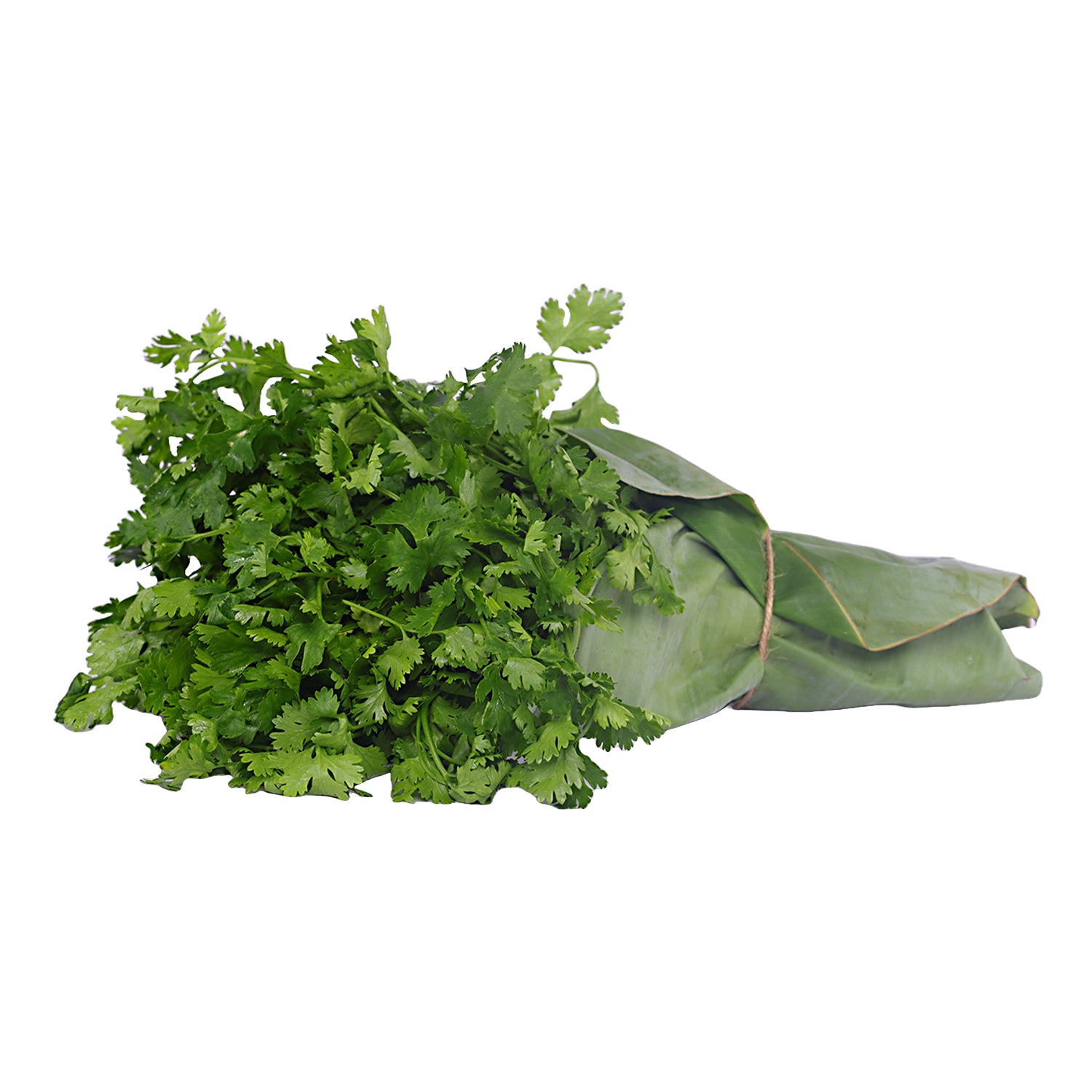 Coriander