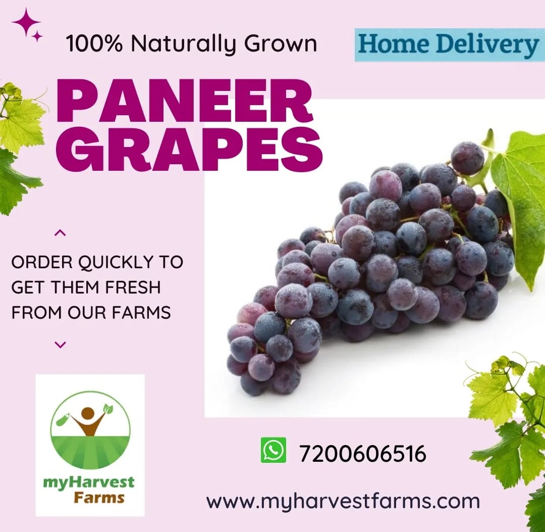 Organic Black Paneer Grapes| Seeded | Chemical-Free Seasonal Fruit | Farm Fresh