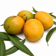 Panchavarnam Mango